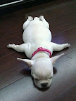 airplane-puppy.jpg