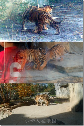 tiger-1 tiger-1