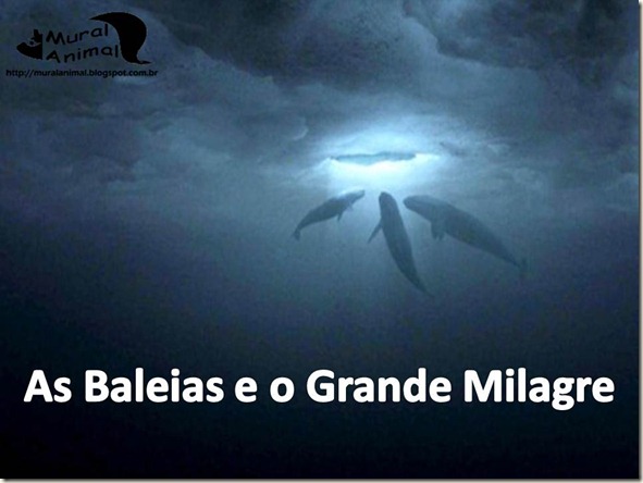 milagre-baleias (1)