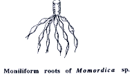 Moniliform root