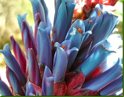 Puya_coerulea Puya_coerulea