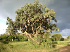 “Kigelia Africana” (Sausage tree): Kidepo NP