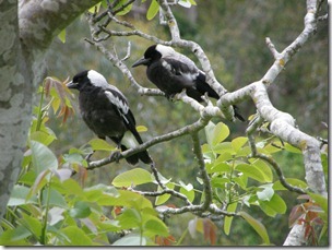 magpies