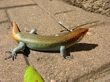 South Africa's got some awesome lizards. South Africa - 438.jpg