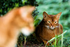 Abessinierkatze Lena