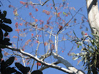 Macaws eating flowers off Hails favourite jungle tree.
