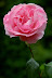 Natura :: DSC_0160.JPG