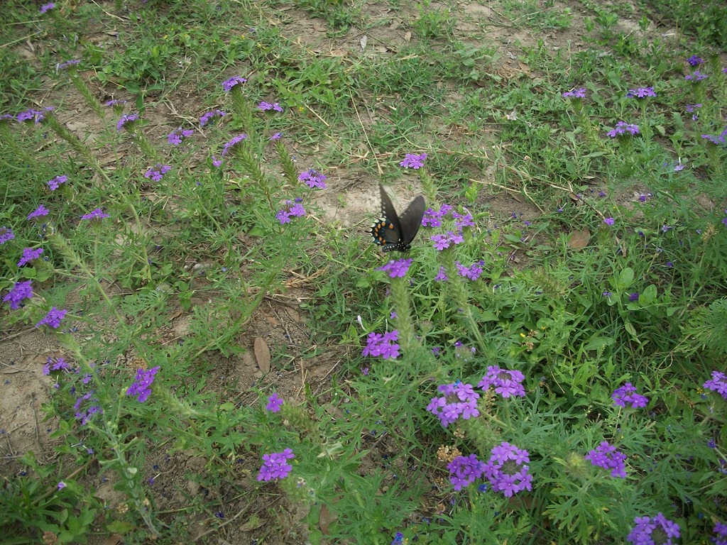 [butterflies%252C%2520larkspur%2520and%2520train%2520024%255B4%255D.jpg]