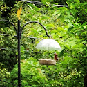 House Finch