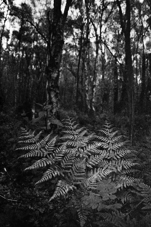 [Ferns-in-the-Forest%255B4%255D.jpg]