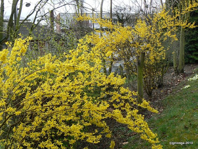 Forsythia