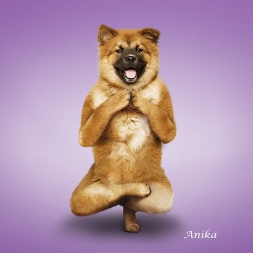 [Yoga-dogs-1%255B4%255D.jpg]