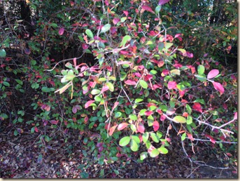 Fall color Fall color