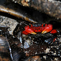 Arboreal Crab