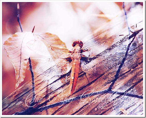 DRAGONFLY BIRCH 810 WM