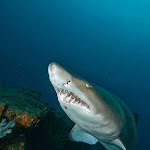 Ragged tooth shark