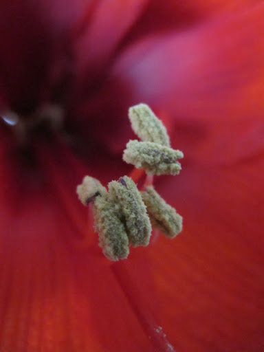 Wow, Sharkey! - Now that it's open, watch out for the pollen!  You know how allergic you are. 11