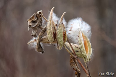 Milkweed