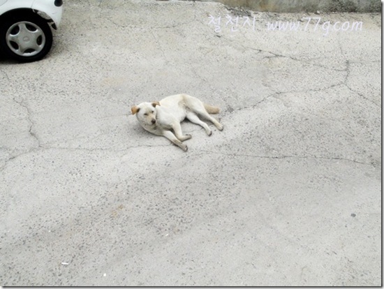 철천지DSC05440-20120416-111649 철천지DSC05440-20120416-111649
