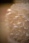 An amazing detail shot of the cake. An amazing detail shot of the cake.