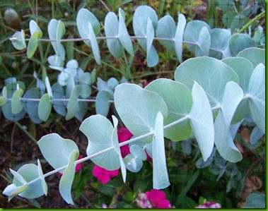 Eucalyptus cinerea Eucalyptus cinerea