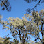 Pine trees