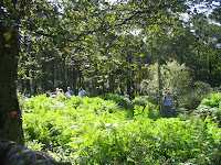 Woodand path