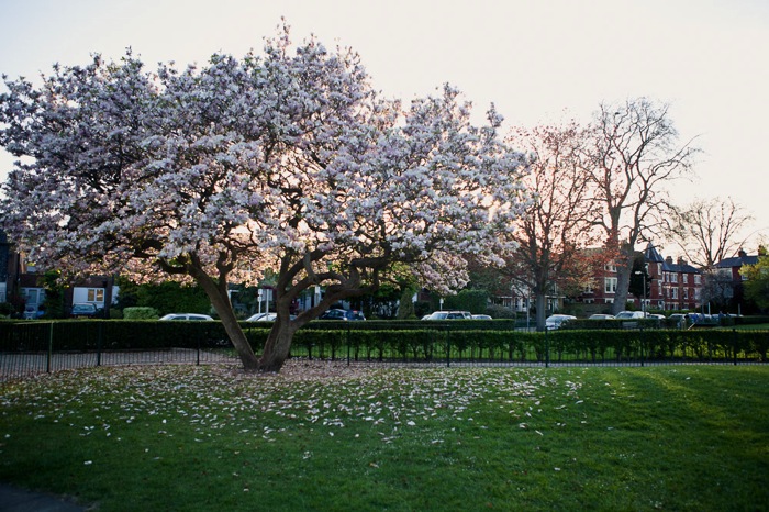 Thetree 15