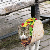 tacocat_2.jpg tacocat_2.jpg
