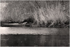 Graureiher an der Hamme Graureiher an der Hamme