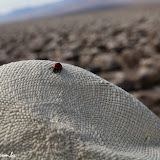 Joaninha na minha aba  -  Death Valley NP - Califórnia, EUA
