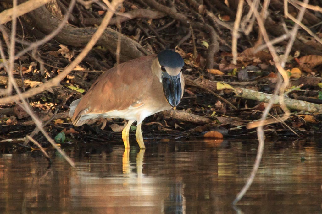 [Pantanal_Herons-3%255B3%255D.jpg]