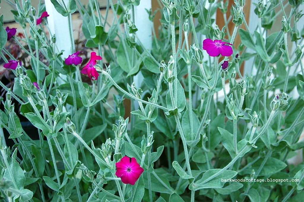 [rosecampion%255B4%255D.jpg]