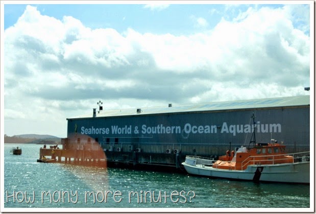 How Many More Minutes? ~ Seahorse World at Beauty Point, Tasmania