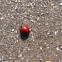 Spotless Lady Beetle (Cycloneda sanguinea)