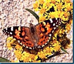 painted lady butterfly painted lady butterfly