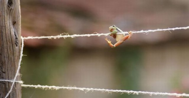 MISKOLC, HUNGARY - UNDATED: A European Tree Frog jumps onto a washing line mistaking it for a branch, the frog hung on for five minutes trying to right itself in Miskolc, Hungary.While Spiderman is known as the Webbed Wonder this daredevil amphibian could be nicknamed the Web-footed Wonder. More TRAPEZE frog than tree frog, the critter clung desperately to a washing line for five minutes after accidentally mistking it's target for a tree branch. Amateur photographer Veronika Lénárth, 28, from Miskolc, Hungary, got a surprise when she noticed the European Tree Frog dangling from her back garden washing line ad started taking snaps of the rare moment. One picture shows the determined croaker hanging two meters above the ground from just one arm - like a musclebound gym-goer doing a chin-up. Another shows it comically hauling itself up with both arms and legs. Veronika, who eventually rescued the frog after realising it wouldn't make it all the way to the end of the line, said: "These frogs love to climb but not normally such a thin string.We thought it had been trying to escape a predators or jumped to catch some food and ended up in a pickle. He made a very heroic struggle that was quite amusing before we decided to lend a hand."PHOTOGRAPH BY VERONIKA LENARTH / BARCROFT MEDIA LTDUK Office, London. T +44 845 370 2233 W www.barcroftmedia.comUSA Office, New York City. T +1 212 564 8159 W www.barcroftusa.comIndian Office, Delhi. T +91 114 653 2118 W www.barcroftindia.comAustralasian &amp; Pacific Rim Office, Melbourne. E info@barcroftpacific.com T +613 9510 3188 or +613 9510 0688 W www.barcroftpacific.com