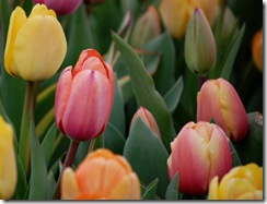 tulips18