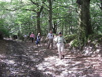 Woodland pathways
