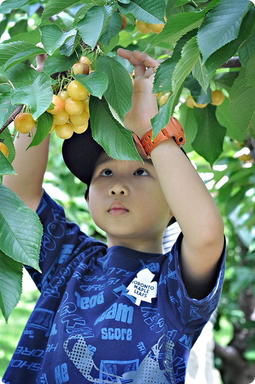 Josh-cherry-picking