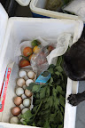 Look, Sharkey!  There are even lots of fresh eggs, which I collected from the chicken coop.  I have a feeling that this will be one delicious weekend.
