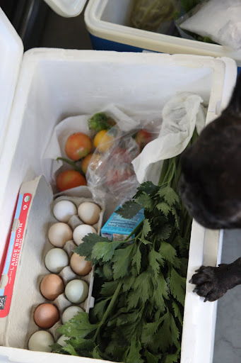 Look, Sharkey!  There are even lots of fresh eggs, which I collected from the chicken coop.  I have a feeling that this will be one delicious weekend.