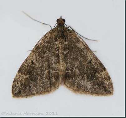 common marbled carpet