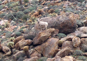 Just when I pointed the camera the BigHorn turned and looked directly at me.