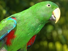 green-parrot_97575-480x360