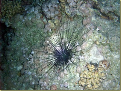 GAR Sea Urchin