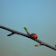Seven-spot Ladybird