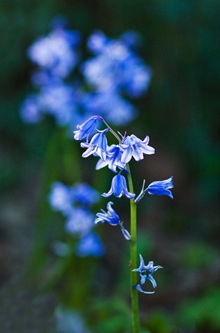 Bluebells