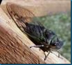 cicada cicada