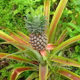 Pineapple Growing On The Path - Dravuni Island, Fiji
